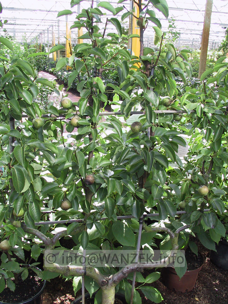 Birnenspalier 4armig aufrecht.JPG